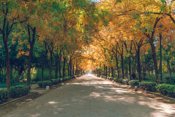 Tree-lined walkway in the Maria Luisa park in Seville.