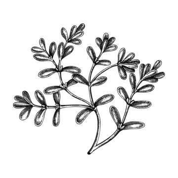Fresh purslane sketch. Garden herbs drawing. Organic green leaf vegetable. Hand-sketched pursley plant. Vector illustration of raw cultivated purslane. Perfect for grocery, markets, packaging, recipes