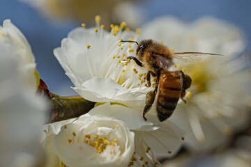 花の蜜を集めるミツバチ