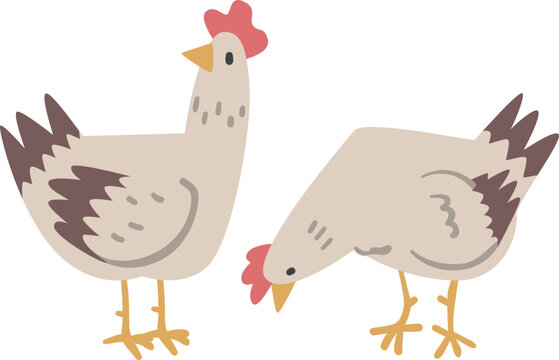 Hen Female Chicken Bird as Farm Animal and Domestic Livestock Breeding