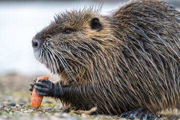 Nutria, auch Biberratte, Wasserratte oder Sumpfbiber genannt, leben in der Nähe von Wasser in selbst gegrabenen Erdhöhlen. Der aus Südamerika stammende, in Gruppen lebende Säuger ist eine invasive Art