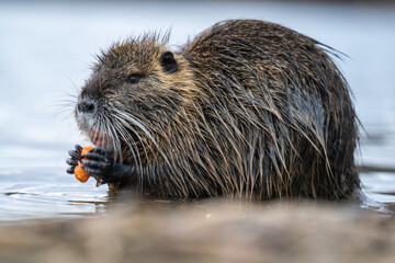 Nutria, auch Biberratte, Wasserratte oder Sumpfbiber genannt, leben in der Nähe von Wasser in selbst gegrabenen Erdhöhlen. Der aus Südamerika stammende, in Gruppen lebende Säuger ist eine invasive Art