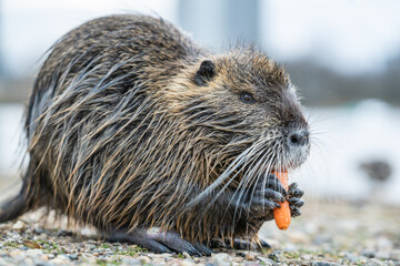 Nutria, auch Biberratte, Wasserratte oder Sumpfbiber genannt, leben in der Nähe von Wasser in selbst gegrabenen Erdhöhlen. Der aus Südamerika stammende, in Gruppen lebende Säuger ist eine invasive Art