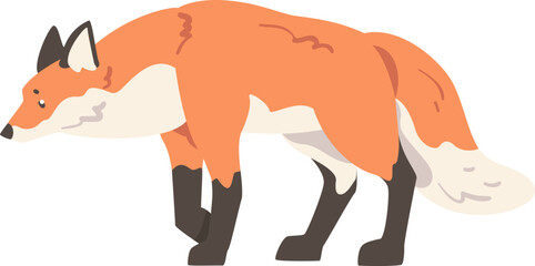 Walking Orange Fox as Omnivorous Mammal with Pointed Snout and Long Bushy Tail