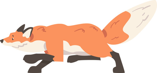 Sneaking Orange Fox as Omnivorous Mammal with Pointed Snout and Long Bushy Tail
