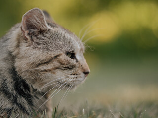 Very old adorable cat , shallow depth of field