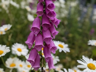 Purple foxglove (digitalis) bell shaped flowers