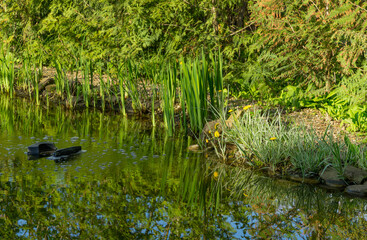 Skimmer floats on surface of water in pond. Beautiful and clean pond. Phalaris arundinacea or reed canary grass and Iris pseudacorus (yellow flag, yellow iris) are reflected in the pond mirror.