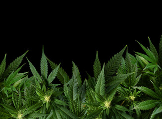 Black background with marijuana plant