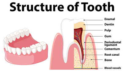Infographic of human in structure of tooth
