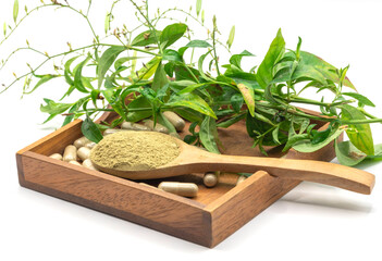 Andrographis Paniculata extract powder in wooden spoon.
