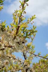 spring