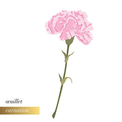 Illustration florale simple en gros plan d’un œillet rose.