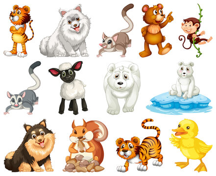 Set of animal cartoon character