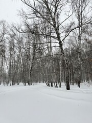 Untouched snow in a birch grove. Winter birch forest after a blizzard. Snow. Cold. Russian winter