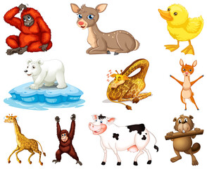 Set of animal cartoon character