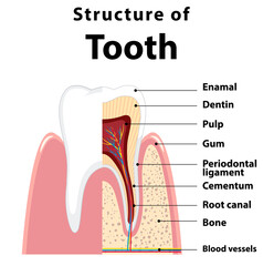 Infographic of human in structure of tooth