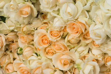 A pile of yellow roses, harvesting roses on a farm field, was taken under ambient light.