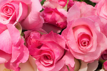 Harvesting roses on a farm field,  a pile of pink roses, macro details shot.