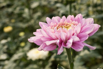 Soft focus shot, close-up of beautiful pink chrysanthemum flower bloom in the garden.