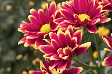 The top view of colorful red and yellow striped chrysanthemum flowers blooms in the garden.
