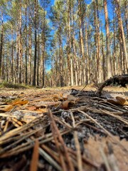 forest in autumn