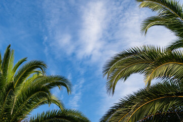 Fototapeta na wymiar Summer holidays concept with palm trees against blue sky with white clouds, holiday background