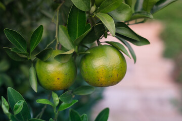 Natural organic of ripe fresh tangerine hanging on the top of tree in orange plantation garden, Chiangmai, Thailand. .