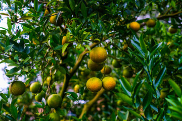 Natural organic of ripe fresh tangerine hanging on the top of tree in orange plantation garden, Chiangmai, Thailand. .
