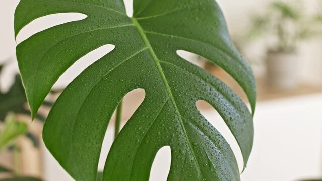 Very close-up female hands cleaning monstera leaves with wet rag. Springtime to care and watering plants. Houseplants care concept