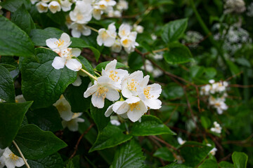 Lush blooming jasmine bush in spring