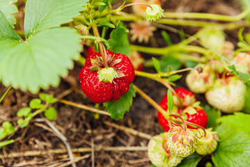 Industrial cultivation of strawberries plant. Bush with ripe red fruits strawberry in summer garden bed. Natural growing of berries on farm. Eco healthy organic food horticulture concept background