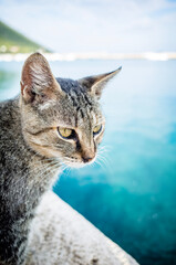 cat on the beach