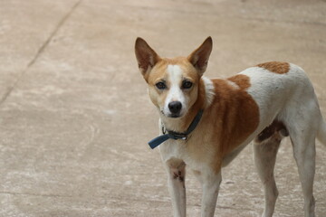 Indian breed dog with neckband and open ears looking at the camera with curiosity