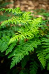 fern leaves