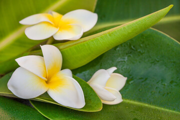 Exotic Frangipani Flower On Green Leaf