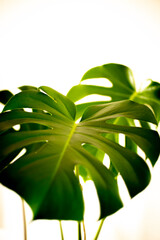 green leaf isolated on white background