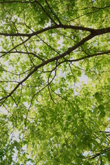 spring