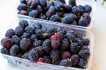 Organic Dark Black Ripe Mulberries in Plastic Box Package for Sale / Morus Mulberry Fruit. Group of black raspberry blackberry in box