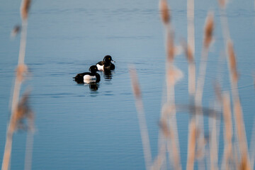 Two swimming male tufted ducks