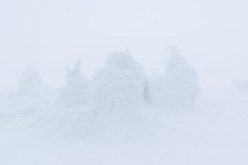 Fototapeta na wymiar 日本　ホワイトアウト山形蔵王山頂付近の樹氷