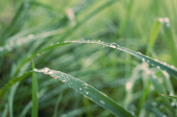 water drops on grass