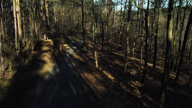 harvest firewood forest in autumn drone flight 