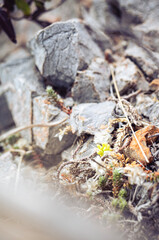 ants on the ground