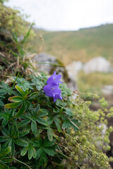 flowers in the woods