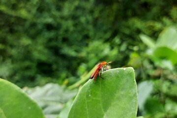 Net-winged beetle or lycidae sitting on the leaf.