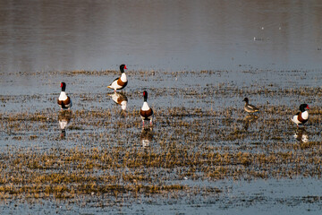 Common Shelduck Tadorna tadorna male