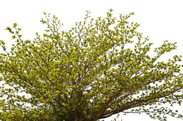green leaves background isolated on white