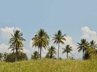 Fototapeta na wymiar landscape of coconut tree and blue sky