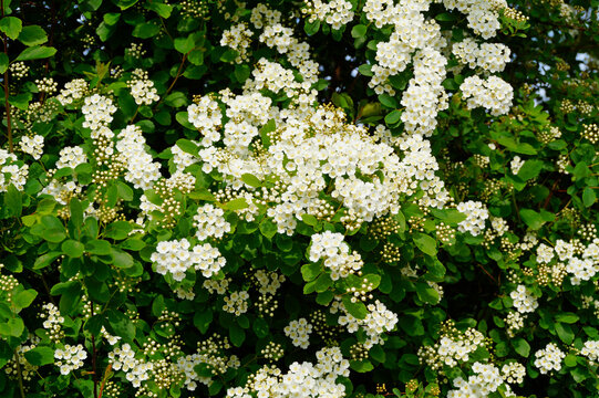 lush white blossoming Brautspiere (Spiraea arguta) or 	garland spiraea / spirea